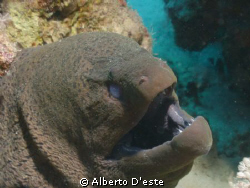 One of my fist underwater photo's, Sharm, Nikon Coolpix 9... by Alberto D'este 